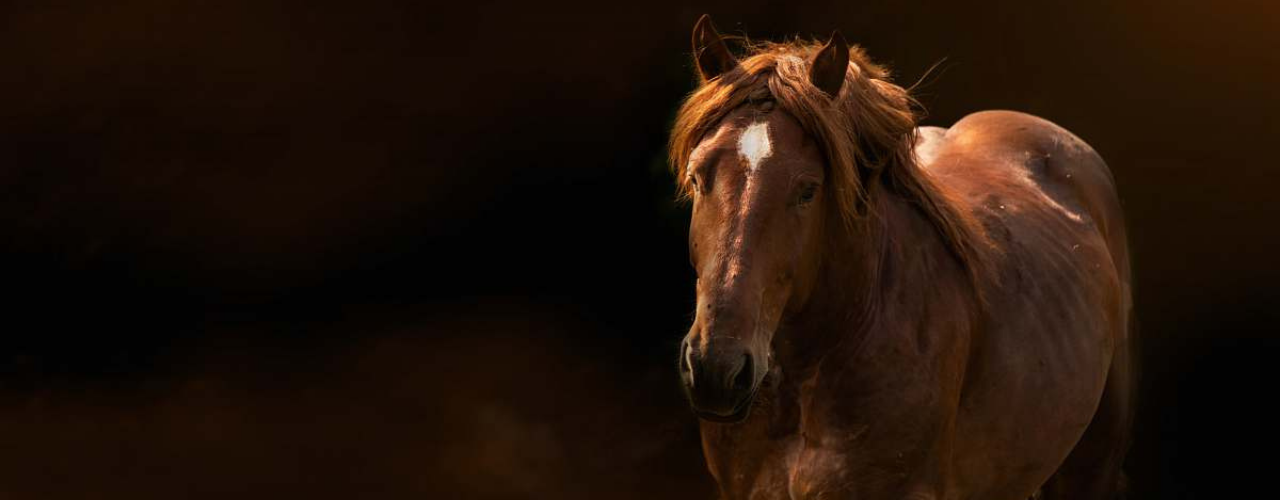 Hipica Sistema PHP Administravel